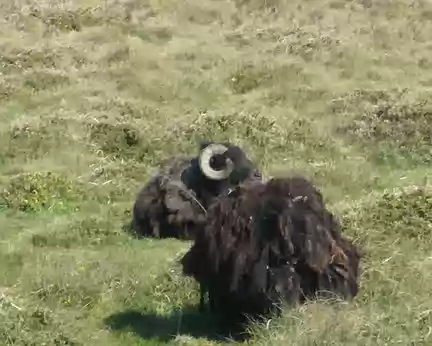 PXL036 Mouton noir des landes de Bretagne